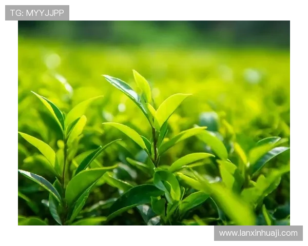 凯发网址app安全可靠成为玩家首选,打造绿色健康的博彩环境 凯发网址app安全可靠成为玩家首选,打造绿色健康的博彩环境